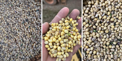 Excesso de chuvas em partes de MT eleva níveis de soja avariada e tira ainda mais da margem do produtor