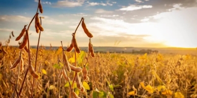 Bahia responde por mais da metade da expansão da soja entre estados analisados pelo novo capítulo da série “Mapas Agro” da Serasa Experian