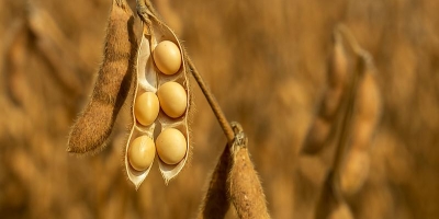 Apesar de fundamentos fortes, soja realiza lucros em Chicago e fecha 5ª feira com baixas de dois dígitos