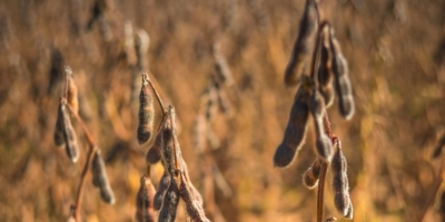 Calor no Corn Belt acende alerta e soja dispara quase 3% em Chicago nesta 2ª feira pós-feriado nos EUA