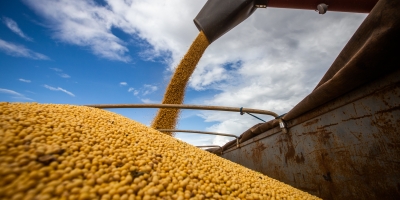AgRural: Com MT "invernado", colheita de soja do Brasil perde fôlego e vai a 21%