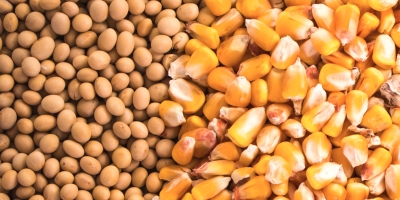 Pro Farmer reduz potencial do milho nos EUA, mas aponta soja para novo recorde
