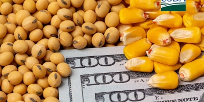 USDA: Vendas de soja dos EUA para exportação são 18% menores, no acumulado, do que no mesmo período do ano passado