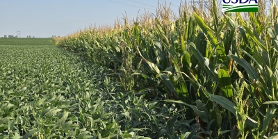USDA reduz índice de soja em boas/excelentes condições para 65%; milho mantém 67%