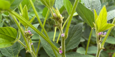 Florescimento da soja é etapa decisiva para uma boa colheita