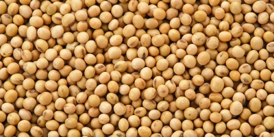 Soja volta a subir em Chicago nesta 4ª feira, acompanhando novos ganhos generalizados das commodities