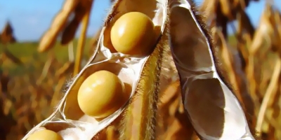 Agro vive “armadilha da dívida” e pressiona cadeia de sementes de soja, alerta especialista