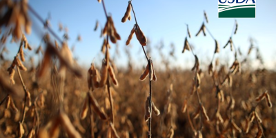 USDA informa nova venda de 252 mil t de soja nesta 5ª feira (14)