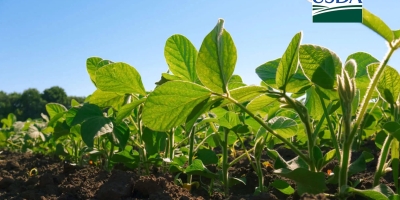 USDA: Plantio da soja ainda surpreende e já chega a 12% da área nos EUA
