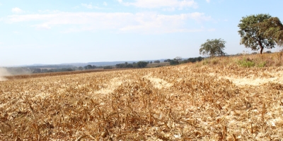 Vazio sanitário antecipa decisões importantes para a próxima safra de soja