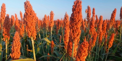 Exportação de sorgo do Brasil ganha ritmo em agosto com impulso da China
