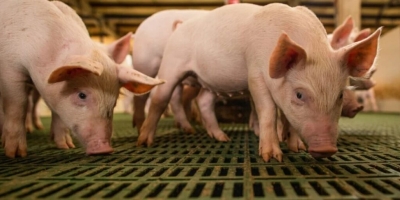 Agro do Espírito Santo recorre a estrangeiros para suprir falta de mão de obra