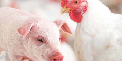 Custos de produção de frango de corte e de suínos sobem em julho