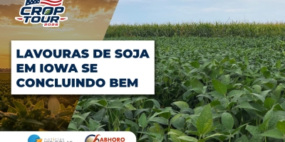 Crop Tour: Regiões visitadas em Iowa mostram boa conclusão das lavouras de soja