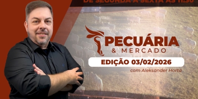 Arroba do boi está em alta e com cenário favorável para novos patamares de preços
