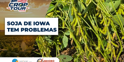 Sul de Iowa tem lavouras de soja com problemas evidentes após adversidades climáticas