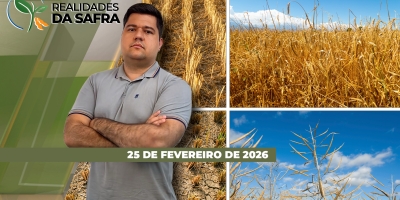 Colheita da soja está atrasada no Paraná e logística no Arco Norte segue complicada após invasão de terminal de grãos