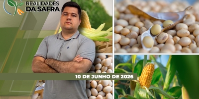 Colheita do milho começa com boa expectativa em Matupa/MT, enquanto Maracaí/SP espera produtividades dentro da média
