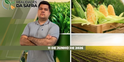 Colheita do milho avança no Mato Grosso, mas custo de produção e comercialização são preocupações nessa reta final