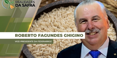 Frio atrasa o ciclo das lavouras de arroz e colheita deve começar em meados de fevereiro no Rio Grande do Sul