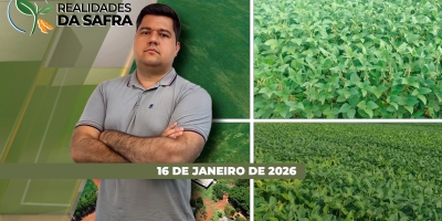 Casos de ferrugem começam a aparecer no Brasil e produtor precisa redobrar a atenção