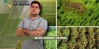 Boas produtividades são esperadas para soja de Guaíra/PR, que já começou a colher, e Amambai/MS, que se aproxima da colheita