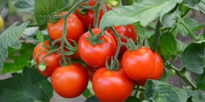 Tomate/Cepea: Preço na Ceasa do RJ ultrapassa R$ 100/cx