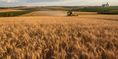 Trigo abre em alta na CBOT nesta terça-feira (03) após perdas da véspera