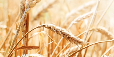 Trigo/Cepea: Baixa oferta sustenta cotações, mas reduz liquidez
