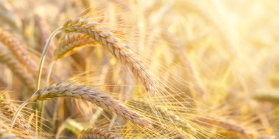 Trigo sobe com riscos da guerra na Ucrânia e perspectiva otimista do USDA sobre estoques globais