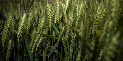 Plantio do trigo se aproxima da metade no Brasil