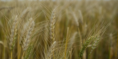 Chuvas, granizo e doenças aumentam pressão sobre trigo no Sul; colheita chega a 11,5%