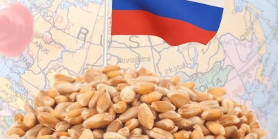 Sovecon reduz previsão de safra de trigo da Rússia em 2026 após corte na área plantada