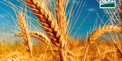 USDA anuncia nova venda de trigo à Nigéria nesta 3ª feira (30)