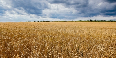 Rússia afirma que ataques ucranianos elevam preços globais de alimentos