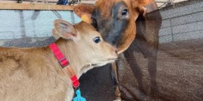 Novo centro de pesquisa da Unesp investiga sustentabilidade e bem-estar animal na produção de leite
