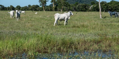 Nova resolução estabelece regras para áreas úmidas e amplia segurança jurídica aos produtores rurais em Mato Grosso