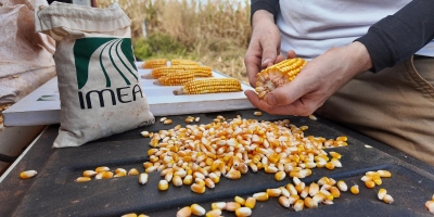 MT inicia colheita de milho da safra 2025/26 com ritmo superior ao ano passado