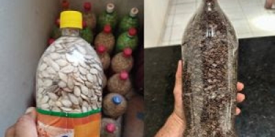 Pirataria de sementes e mudas é motivo de preocupação e mobiliza a cadeia produtiva de hortaliças e flores do Brasil