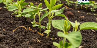 USDA: Plantio de soja segue em ritmo acelerado nos EUA e alcança 33% da área, acima de 2025