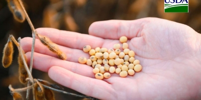 USDA informa venda de 105 mil t de farelo de soja nesta 3ª feira (7)