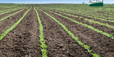 USDA: Plantio de soja e milho dos EUA têm nova semana de rápido avanço, mas fica dentro da média