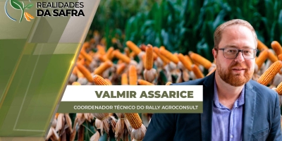Agroconsult eleva estimativa da produção de milho safrinha, mas destaca cenários distintos entre os estados brasileiros