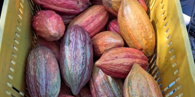Chocolate terá novo padrão no Brasil: lei define percentual mínimo de cacau e muda regras de rotulagem