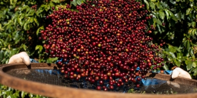 Café fecha a 2ª feira com desempenho misto nas bolsas