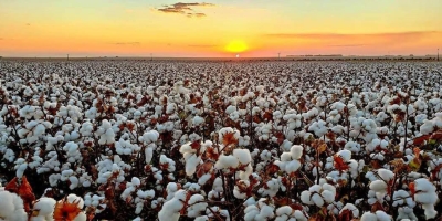 COTTON DAY : Com foco na produtividade Fundação Mato Grosso realiza dia de campo de algodão