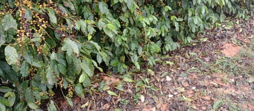 Divulgação- Emater-MG-Cafezal Danificado
