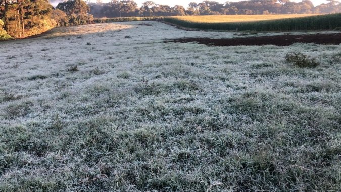 PR e SC tem novos episódios de geadas: Temperaturas continuam baixas no fim de semana no Centro-Sul