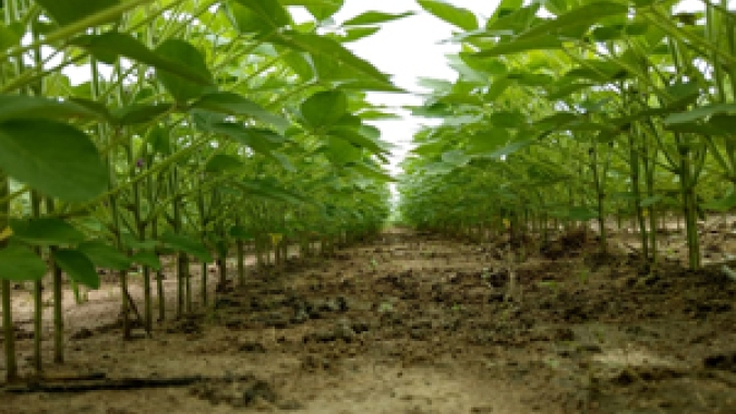 Estratégias auto prejudiciais na agricultura brasileira, por Afonso Peche Filho