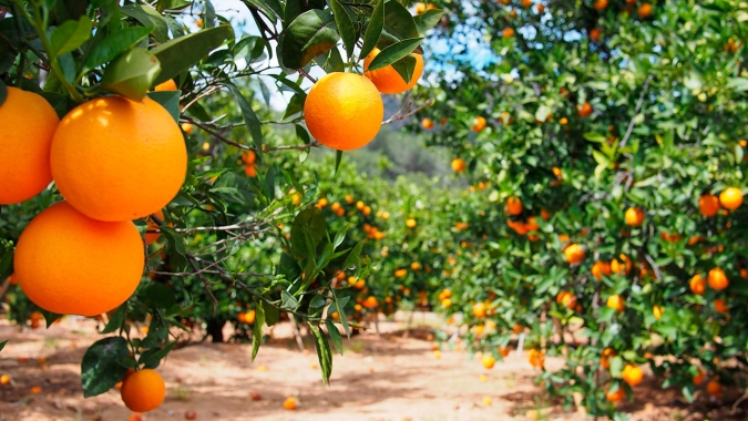 Chuvas de dezembro melhoram desempenho de alguns tipos de laranja, mas safra total ainda deve ser 30% menor do que a anterior